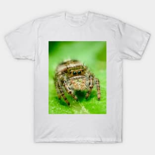 Jumping Spider on a Green Leaf. Macro Photography T-Shirt